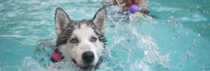 inground-swimming-pool-dog-having-fun